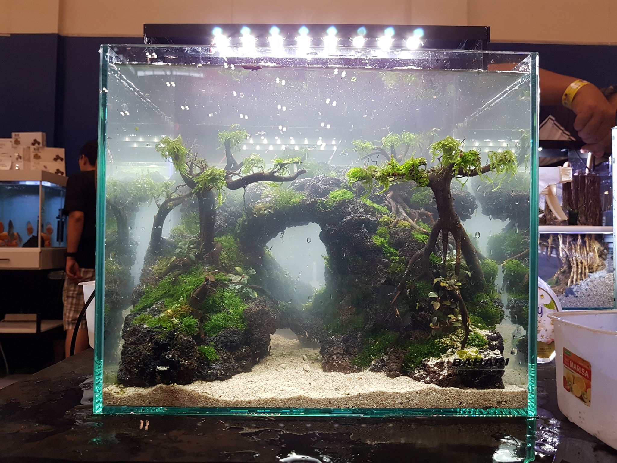 十大草缸经典造型,草缸的100种造型