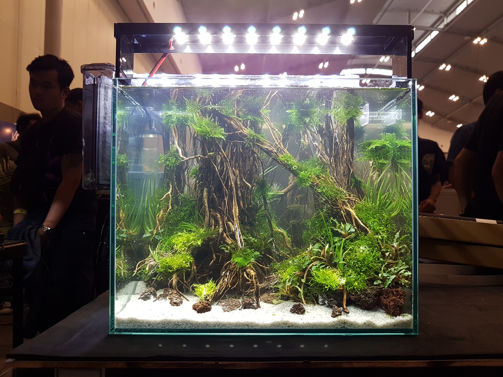 十大草缸经典造型,草缸的100种造型