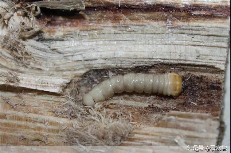 柑橘成熟长虫是什么原因,柑橘防树头虫