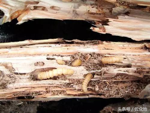 柑橘成熟长虫是什么原因,柑橘防树头虫