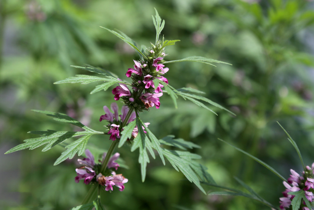 《说文解字》第53课：“茥”这个字，原来指这种适合男人吃的水果