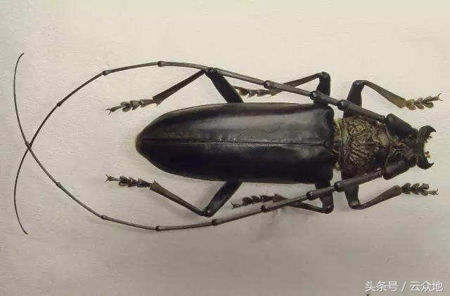 柑橘成熟长虫是什么原因,柑橘防树头虫