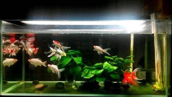 鱼缸出现油膜用什么鱼清理,鱼缸水面有油膜和气泡怎么办