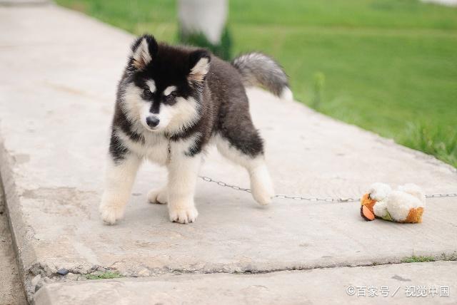 阿拉斯加狗狗皮肤病用什么药？阿拉斯加怎么预防皮肤病？