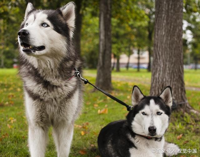 阿拉斯加狗狗皮肤病用什么药？阿拉斯加怎么预防皮肤病？