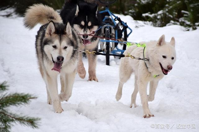 阿拉斯加狗狗皮肤病用什么药？阿拉斯加怎么预防皮肤病？