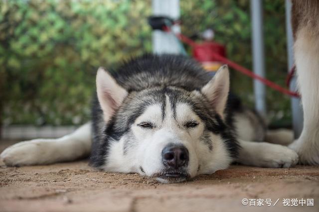 阿拉斯加狗狗皮肤病用什么药？阿拉斯加怎么预防皮肤病？