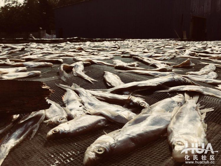 闲来游钓山水间，野塘子里上奇货！