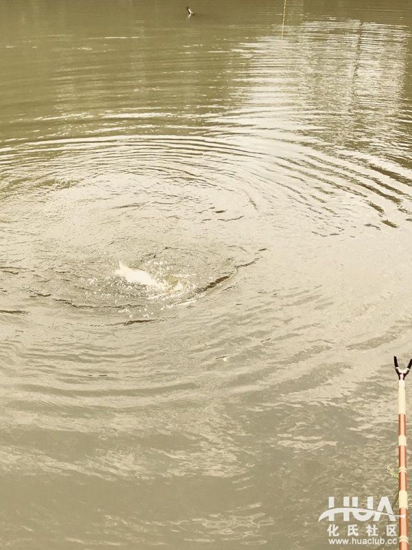 闲来游钓山水间，野塘子里上奇货！