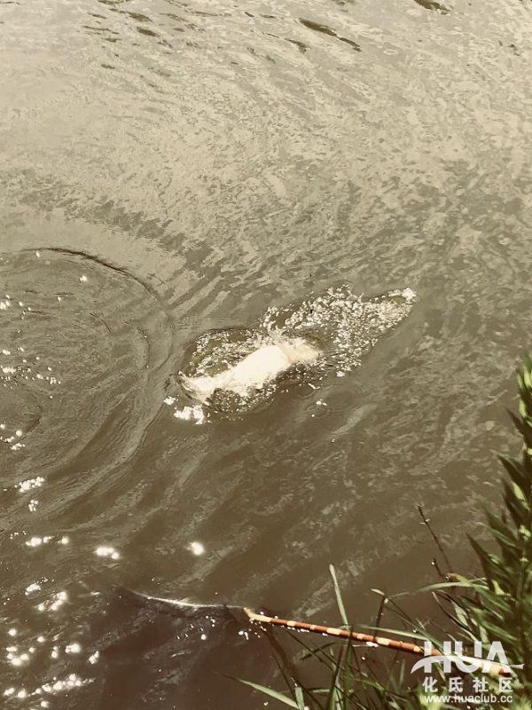 闲来游钓山水间，野塘子里上奇货！