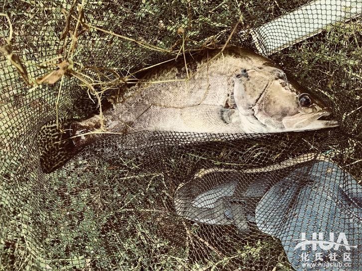 闲来游钓山水间，野塘子里上奇货！