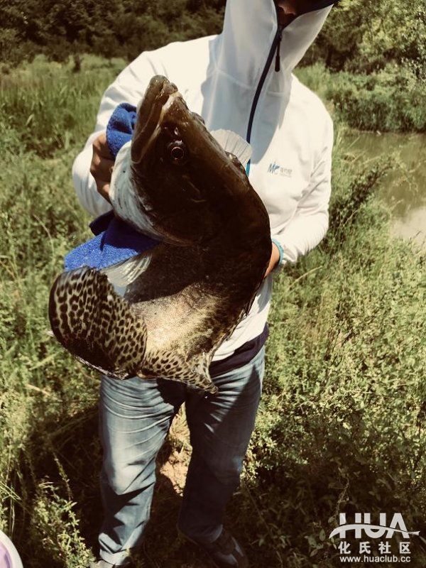 闲来游钓山水间，野塘子里上奇货！