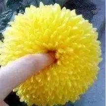 美国看痔疮手术,在美国看癌症和在中国看病的区别