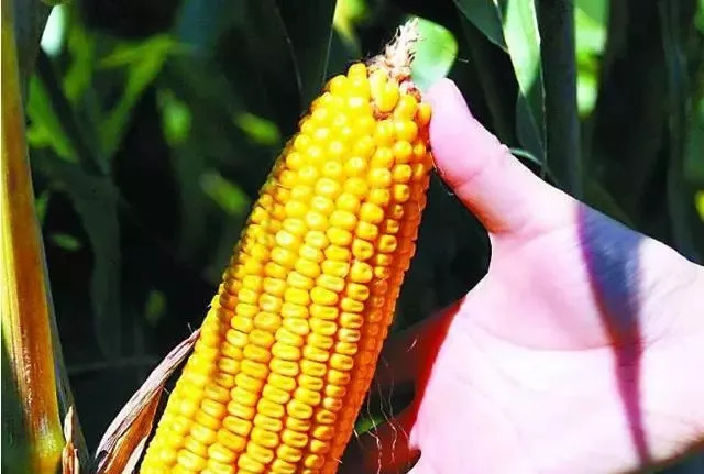 秋玉米陆续开始收获，新玉米突破一元大关指日可待