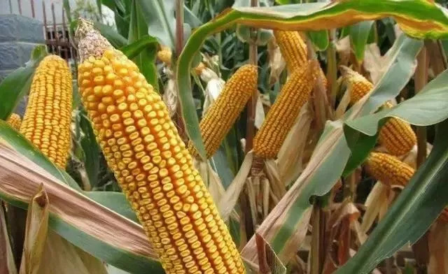 秋玉米陆续开始收获，新玉米突破一元大关指日可待