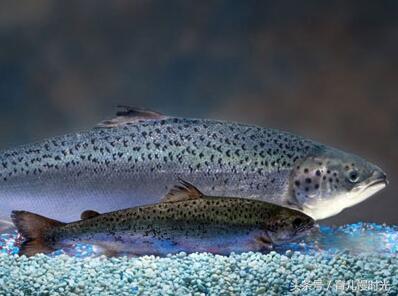 鱼肝油和维生素ad哪个补钙效果好,孩子补钙要鱼肝油还是dha