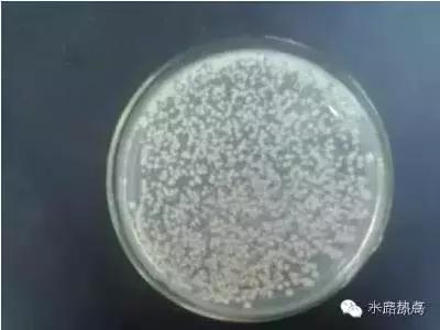 水产养殖芽孢杆菌培养方法,水产养殖芽孢杆菌多久有效果