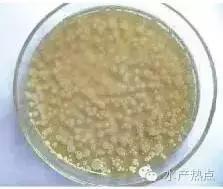 水产养殖芽孢杆菌培养方法,水产养殖芽孢杆菌多久有效果