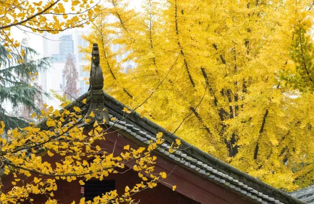 成都一日游免费最佳去处,成都温江十大景点免费