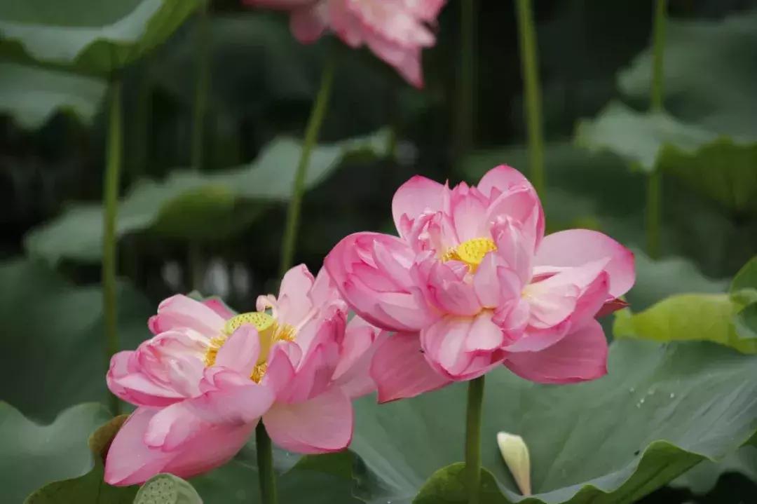 成都一日游免费最佳去处,成都温江十大景点免费