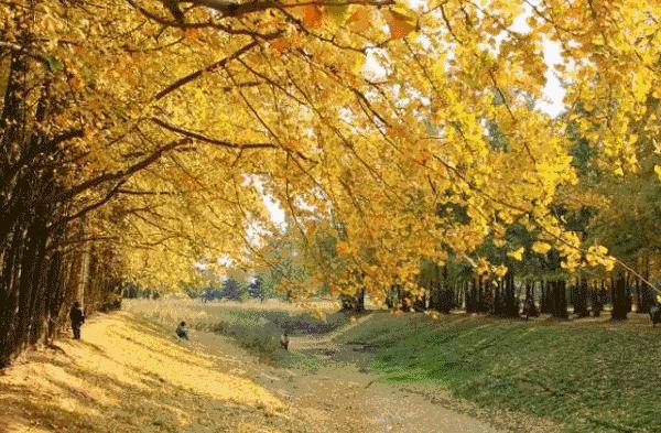 成都一日游免费最佳去处,成都温江十大景点免费