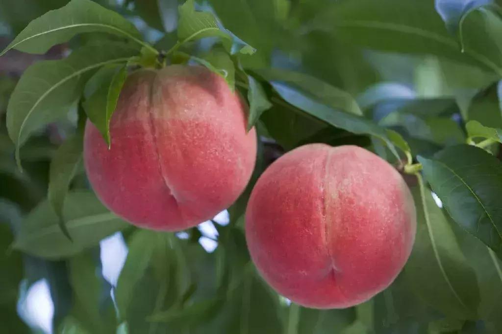 成都一日游免费最佳去处,成都温江十大景点免费
