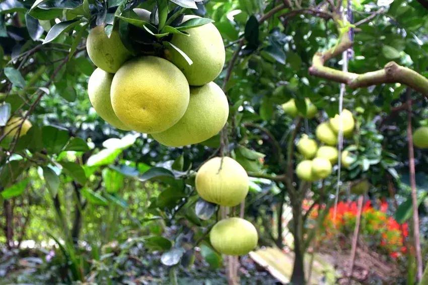 成都一日游免费最佳去处,成都温江十大景点免费