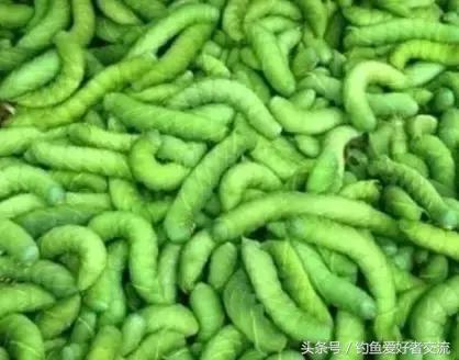 蜜虫活饵怎么养,虫饵的捕捉方法