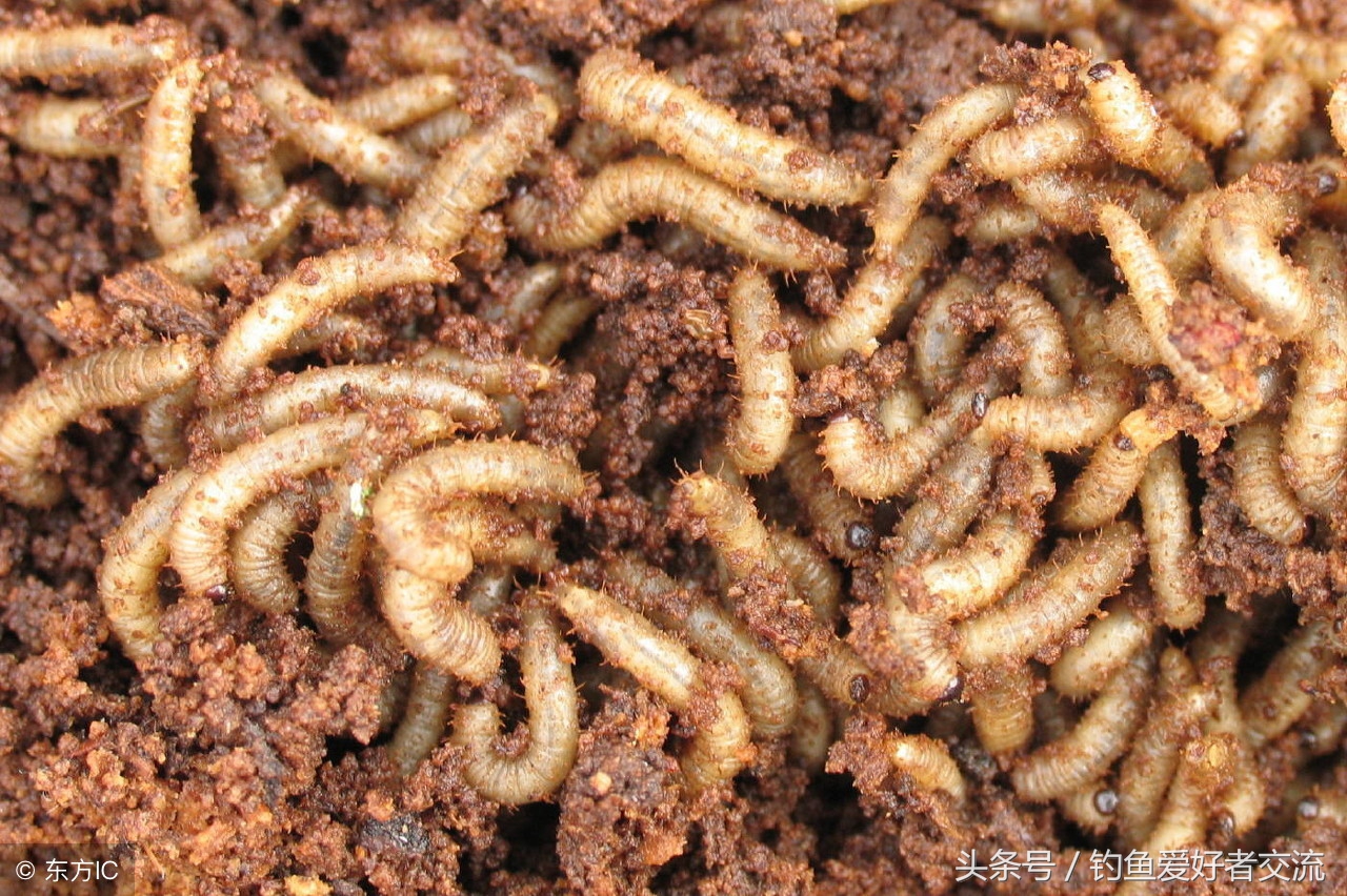 蜜虫活饵怎么养,虫饵的捕捉方法