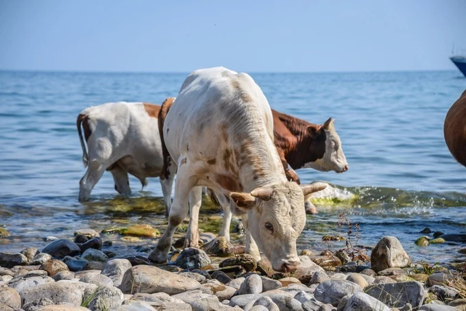 我们异地了24年,在你88岁时去莫斯科娶你——今夕传媒旅行家出品