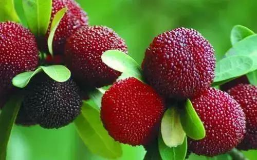 青白江水果西梅,青白江应季水果