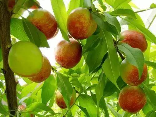 青白江水果西梅,青白江应季水果