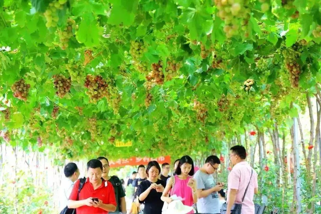 青白江水果西梅,青白江应季水果