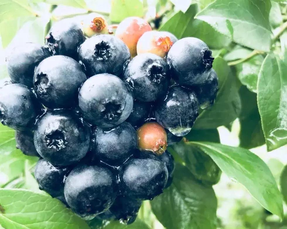 青白江水果西梅,青白江应季水果