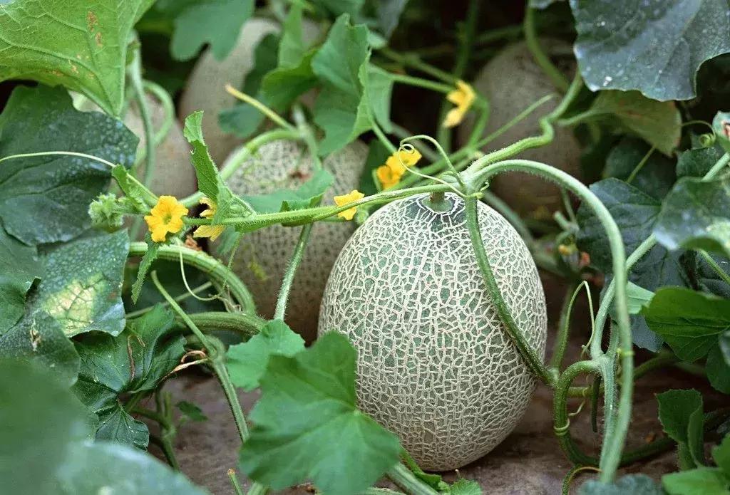 青白江水果西梅,青白江应季水果