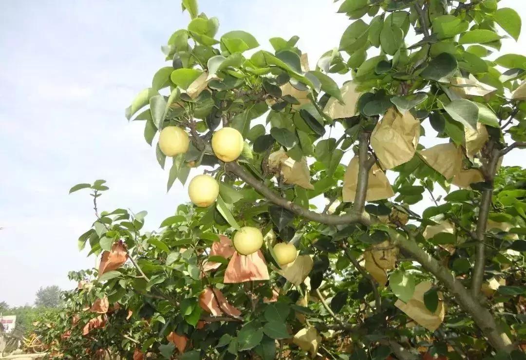 青白江水果西梅,青白江应季水果