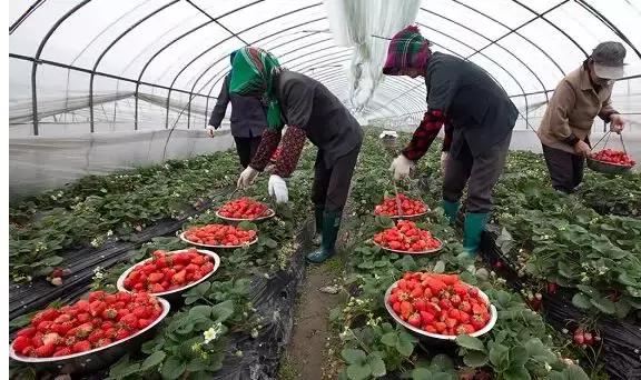 青白江水果西梅,青白江应季水果