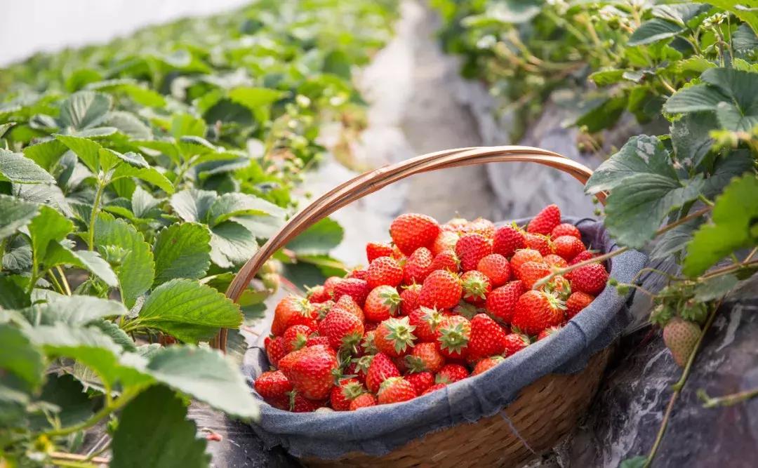 青白江水果西梅,青白江应季水果