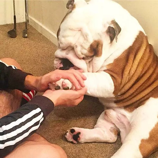 怎么区分狗剪指甲的血线,狗剪指甲一定要断血线吗