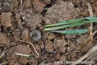 地老虎生长过程,如何杀死地老虎