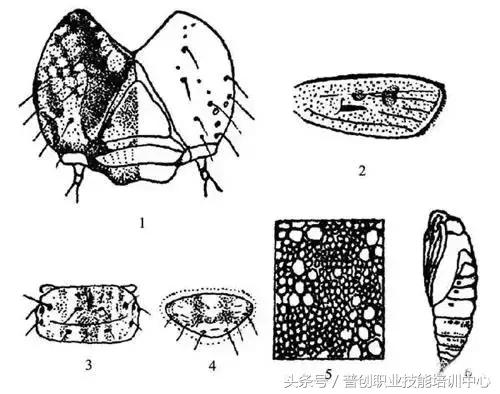 地老虎生长过程,如何杀死地老虎