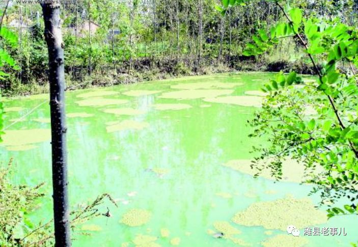 潍县有泉无？且看《寻泉记》！