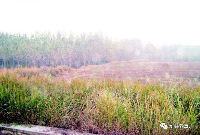 潍县有泉无？且看《寻泉记》！