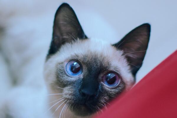 常见的宠物猫有几种品种,常见宠物猫品种大全