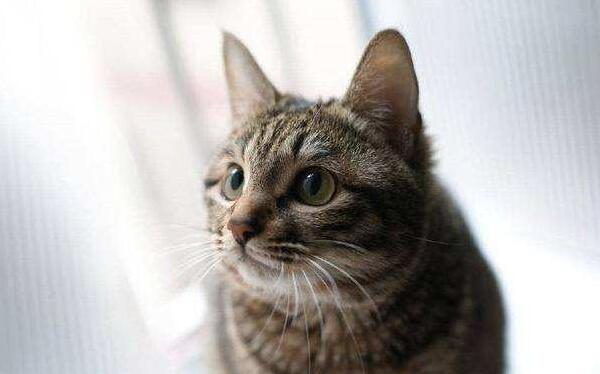 常见的宠物猫有几种品种,常见宠物猫品种大全