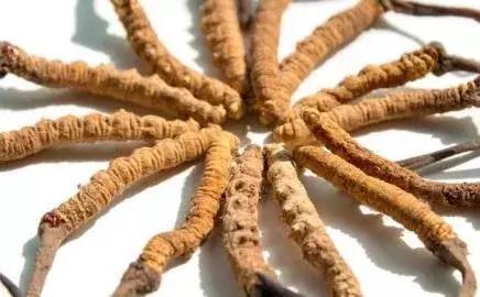 冬虫夏草一次吃几根最适合,冬虫夏草任何人都可以喝嘛