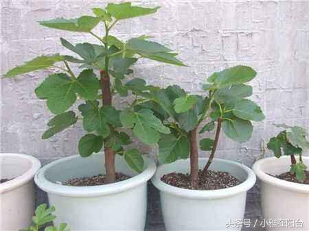 无花果枝繁叶茂,刚刚种的无花果怎么提高成活率