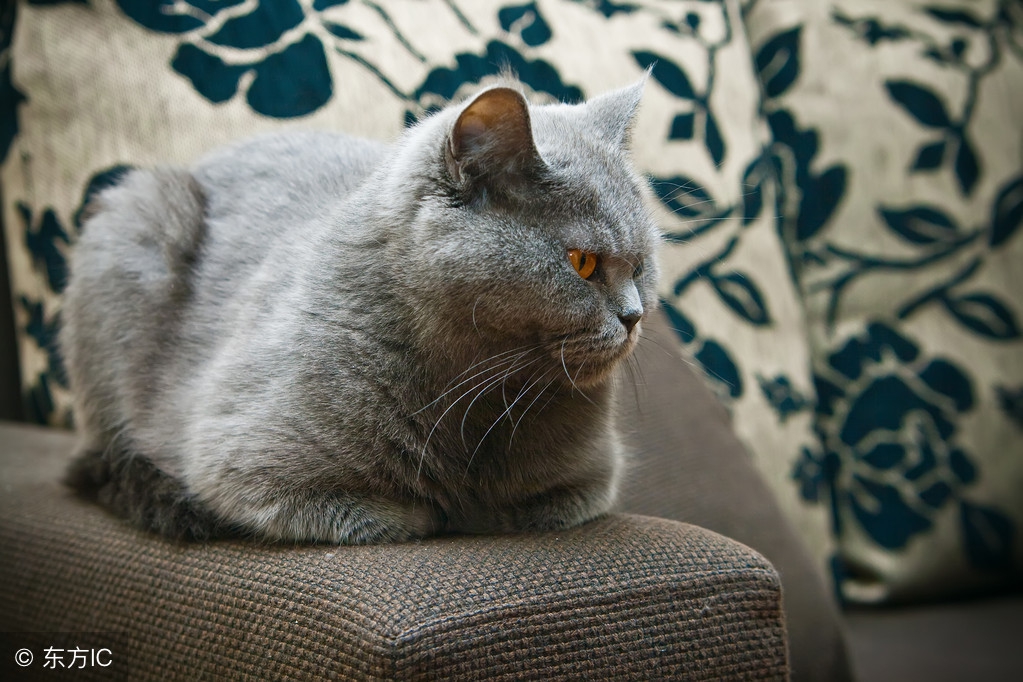 英短猫容易感冒吗,英短猫到底有多可怕