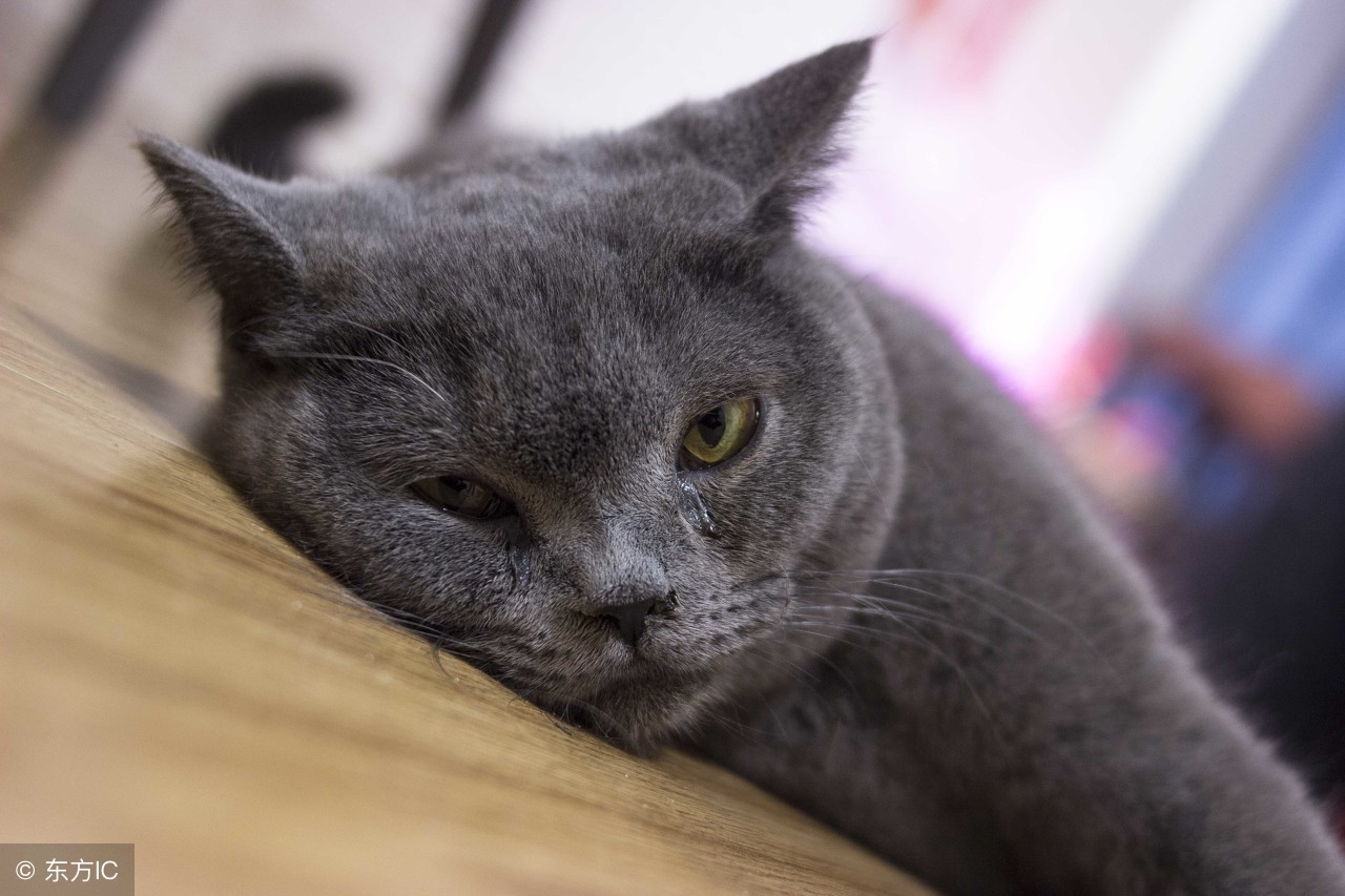 英短猫容易感冒吗,英短猫到底有多可怕