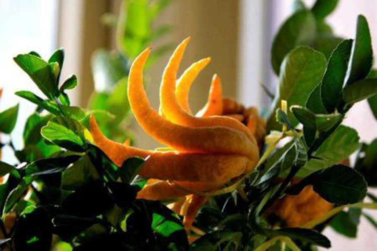 做植物医生,佛手植株叶片病害